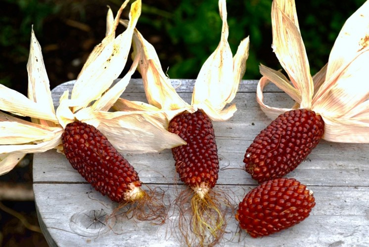 Giống[-]ngô[-]có[-]hình[-]dáng[-]giống[-]hệt[-]trái[-]dâu[-]tây